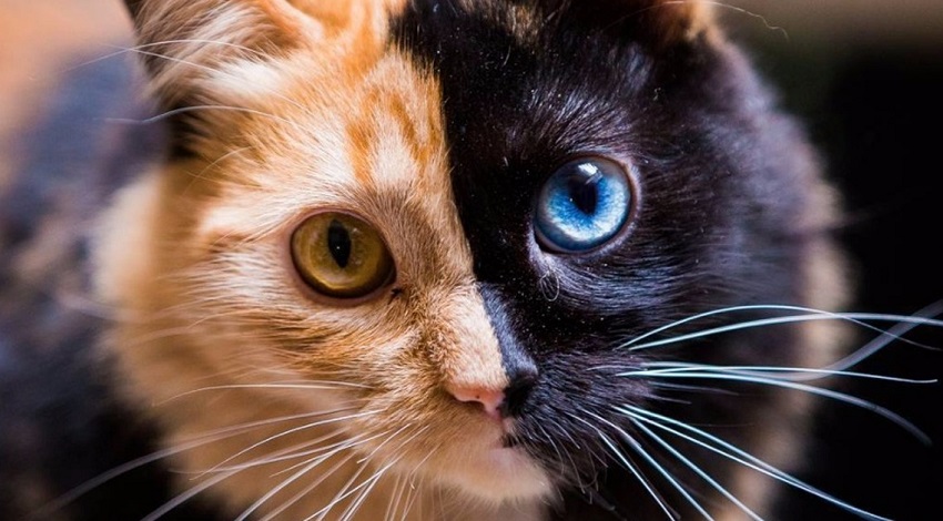 Fitness Başlangıç Rehberi: Evde Egzersiz